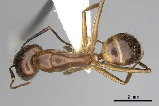 Camponotus pudorosus - CASENT0280031