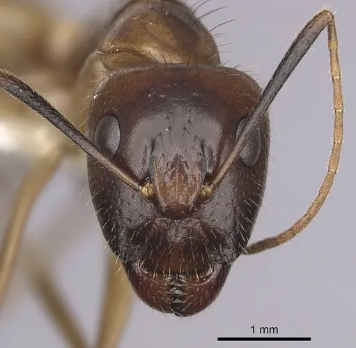 Camponotus pudorosus - CASENT0280031