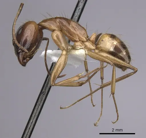 Camponotus pudorosus - CASENT0280031