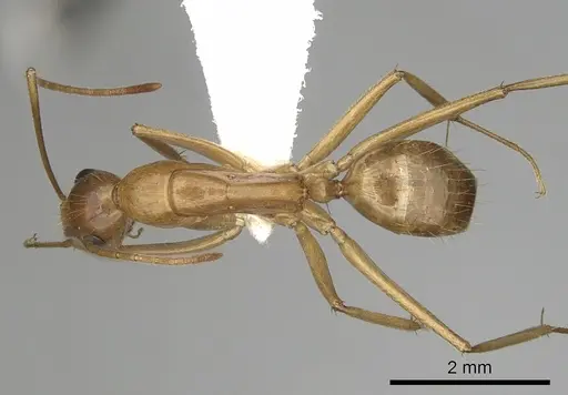 Camponotus pudorosus - CASENT0280032