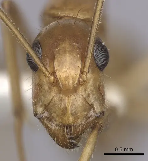 Camponotus pudorosus - CASENT0280032