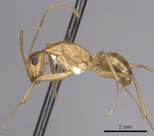 Camponotus pudorosus - CASENT0280032