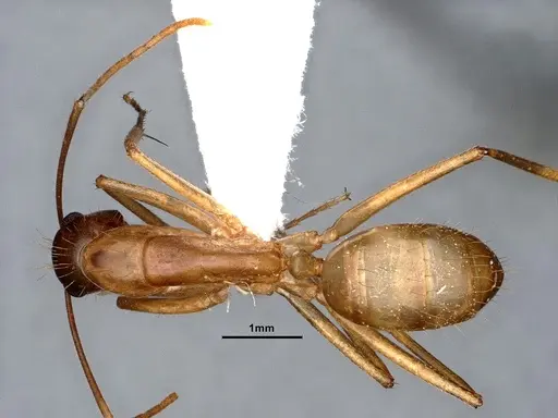Camponotus pudorosus - CASENT0884416