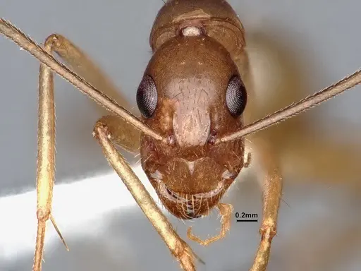 Camponotus pudorosus - CASENT0884416