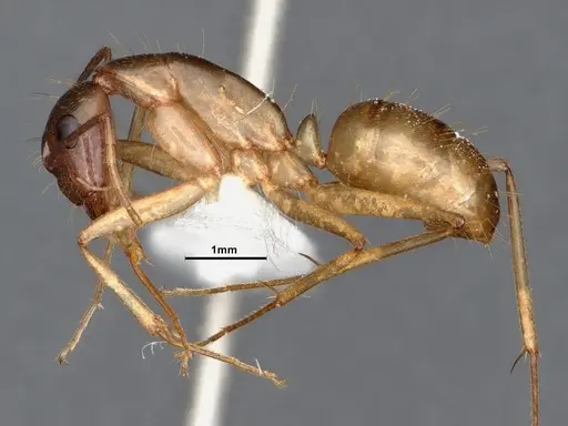 Camponotus pudorosus - CASENT0884416