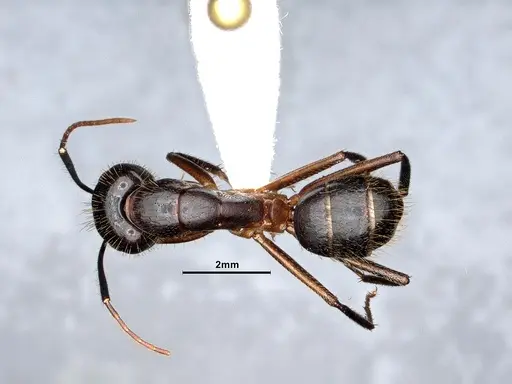 Camponotus pudorosus - CASENT0884417