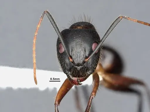 Camponotus pudorosus - CASENT0884417