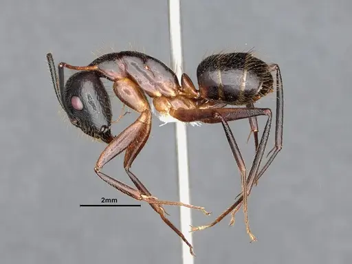 Camponotus pudorosus - CASENT0884417
