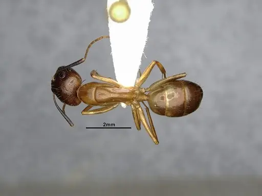 Camponotus pudorosus - CASENT4031440