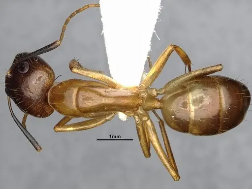 Camponotus pudorosus - CASENT4031440