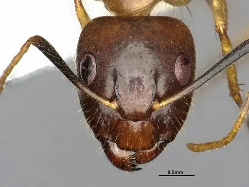 Camponotus pudorosus - CASENT4031440