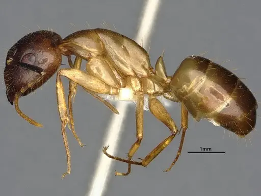 Camponotus pudorosus - CASENT4031440