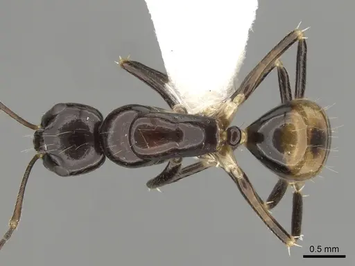 Camponotus pulchellus specimen