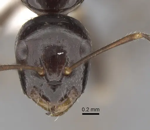 Camponotus pulchellus specimen