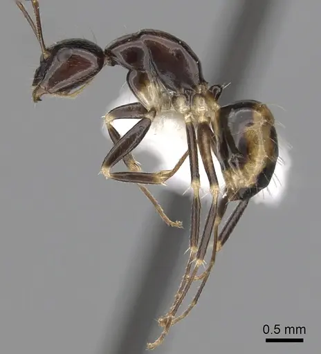Camponotus pulchellus specimen