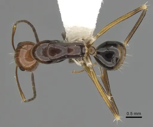 Camponotus pulchellus - CASENT0280236