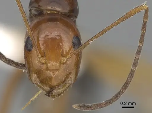 Camponotus pulchellus - CASENT0280236