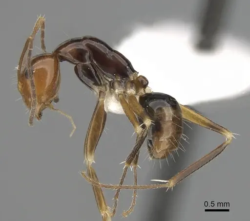 Camponotus pulchellus - CASENT0280236