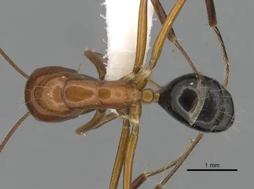 Camponotus pulchellus - CASENT0280237