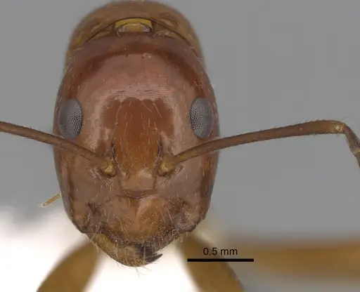 Camponotus pulchellus - CASENT0280237