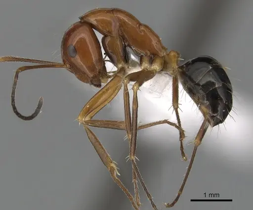 Camponotus pulchellus - CASENT0280237