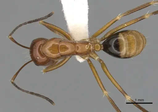 Camponotus pulchellus - CASENT0280238