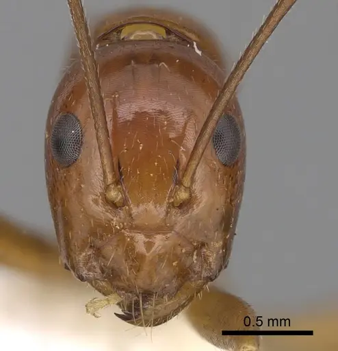 Camponotus pulchellus - CASENT0280238