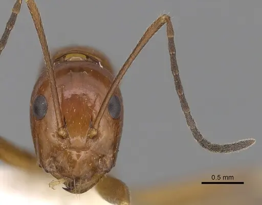 Camponotus pulchellus - CASENT0280238