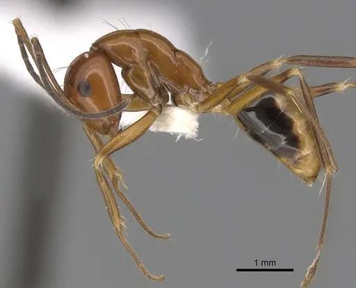 Camponotus pulchellus - CASENT0280238