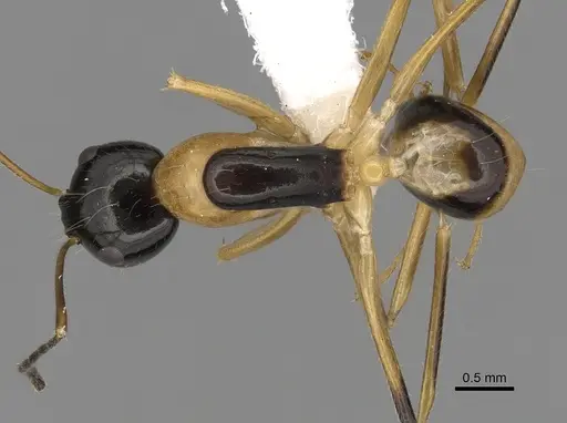 Camponotus pulchellus - CASENT0280239