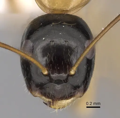 Camponotus pulchellus - CASENT0280239