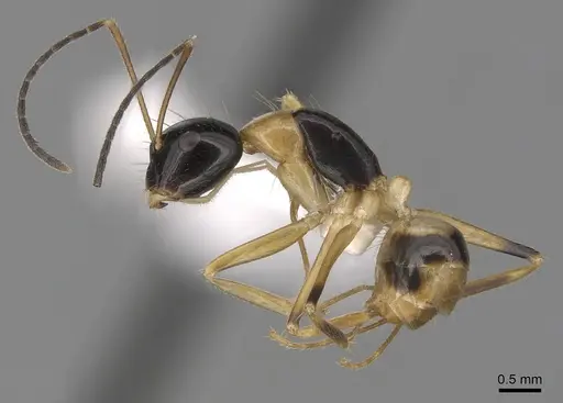 Camponotus pulchellus - CASENT0280239