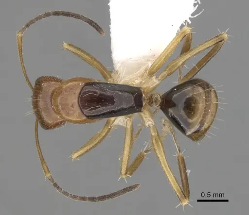 Camponotus pulchellus - CASENT0280240