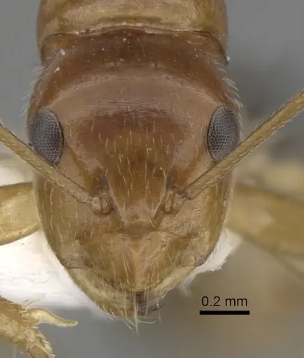 Camponotus pulchellus - CASENT0280240