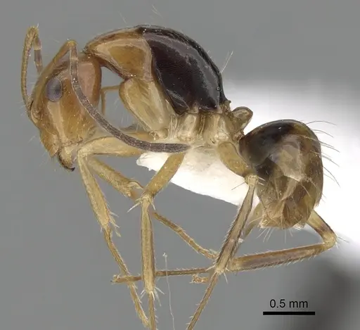 Camponotus pulchellus - CASENT0280240