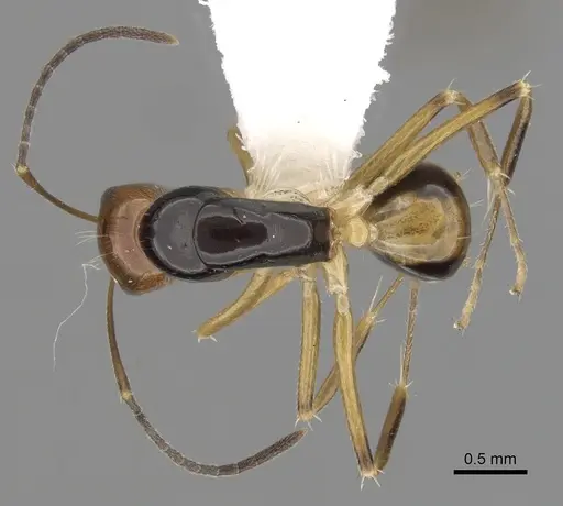 Camponotus pulchellus - CASENT0280241
