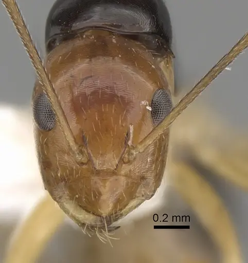 Camponotus pulchellus - CASENT0280241