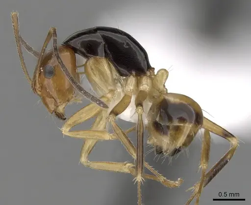 Camponotus pulchellus - CASENT0280241