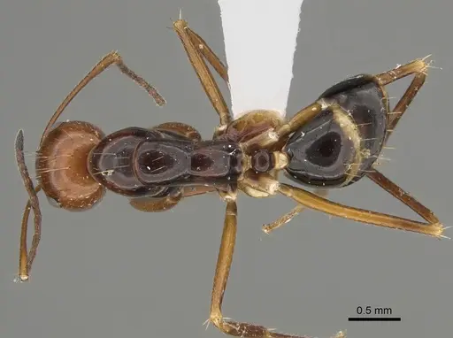 Camponotus pulchellus - CASENT0887745