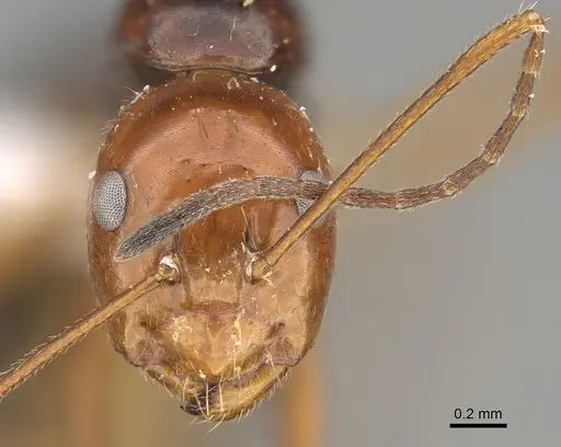 Camponotus pulchellus - CASENT0887745