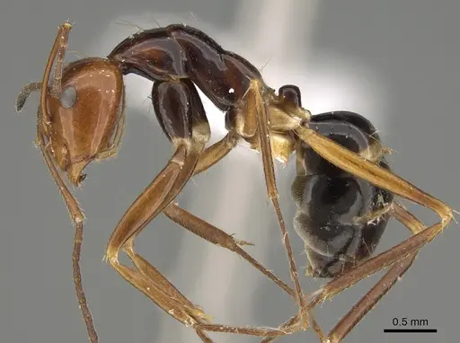 Camponotus pulchellus - CASENT0887745