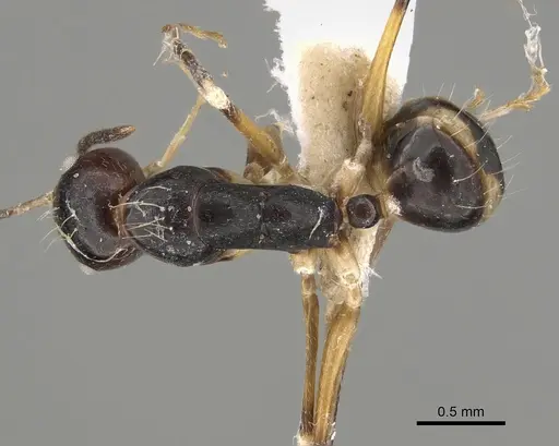 Camponotus pulchellus - CASENT0887746