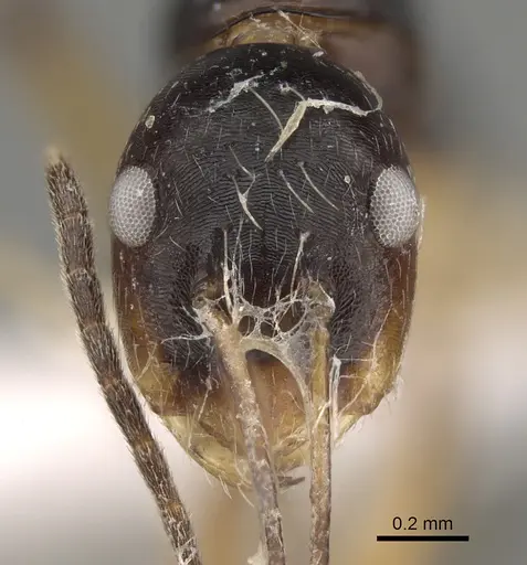 Camponotus pulchellus - CASENT0887746