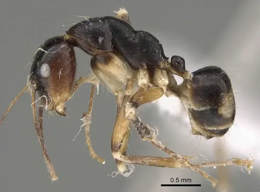 Camponotus pulchellus - CASENT0887746