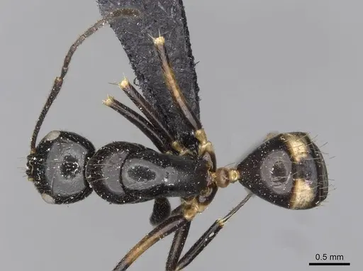 Camponotus pulchellus - CASENT0910524