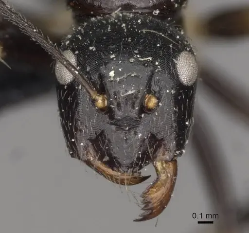 Camponotus pulchellus - CASENT0910524