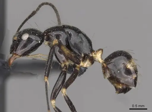 Camponotus pulchellus - CASENT0910524