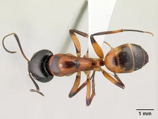 Camponotus pulcher specimen