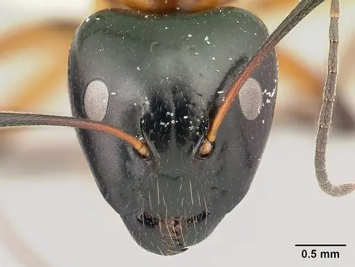 Camponotus pulcher specimen