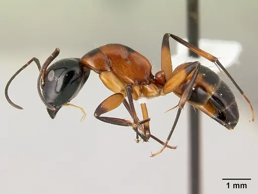 Camponotus pulcher specimen